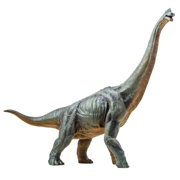 Brachiosaurus  , dinosaur on isolated background .