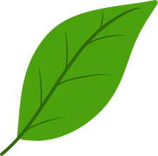 One leaf