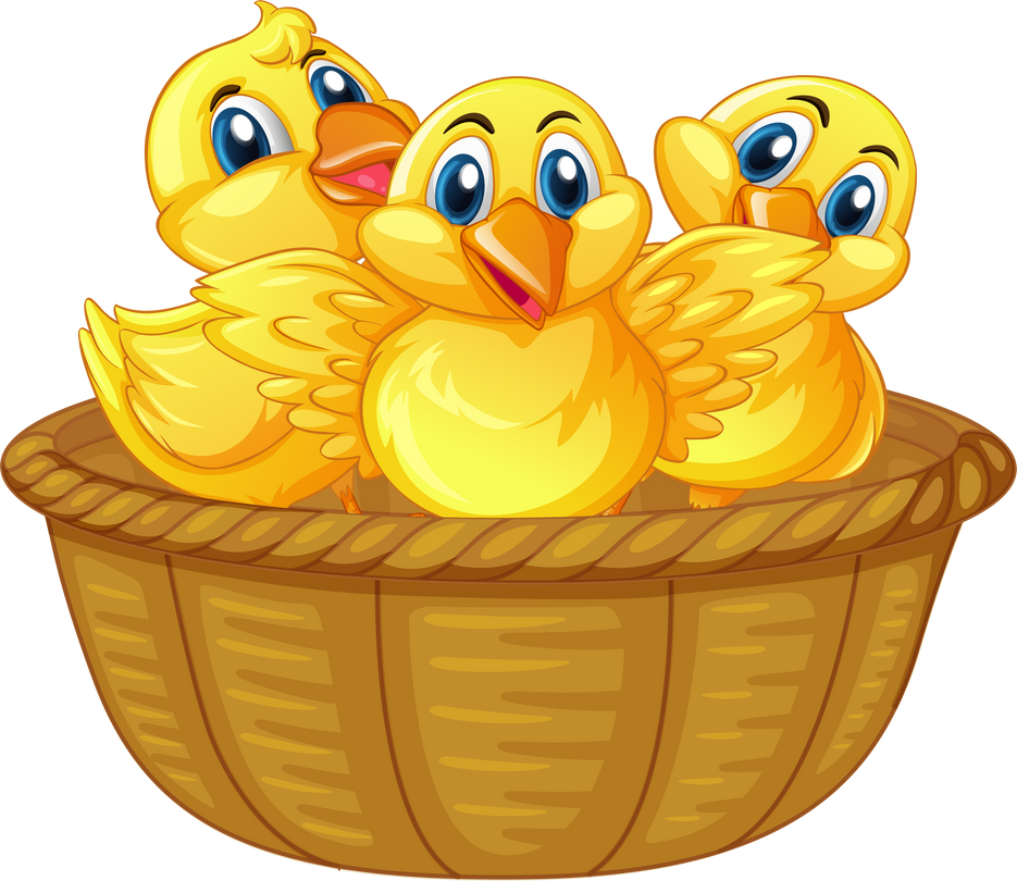 Three little chicks in basket