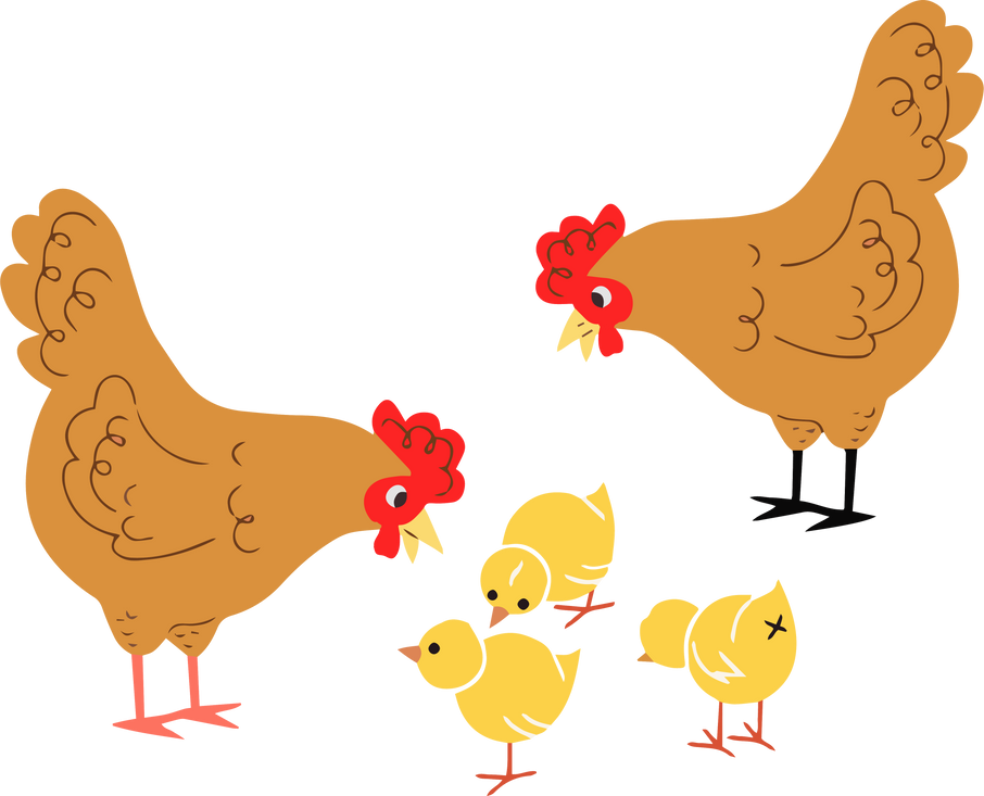 Chicken  Illustration