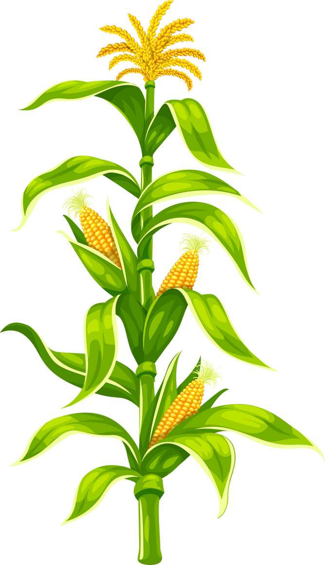 Maize corn cobs on plant stem isolated set PNG